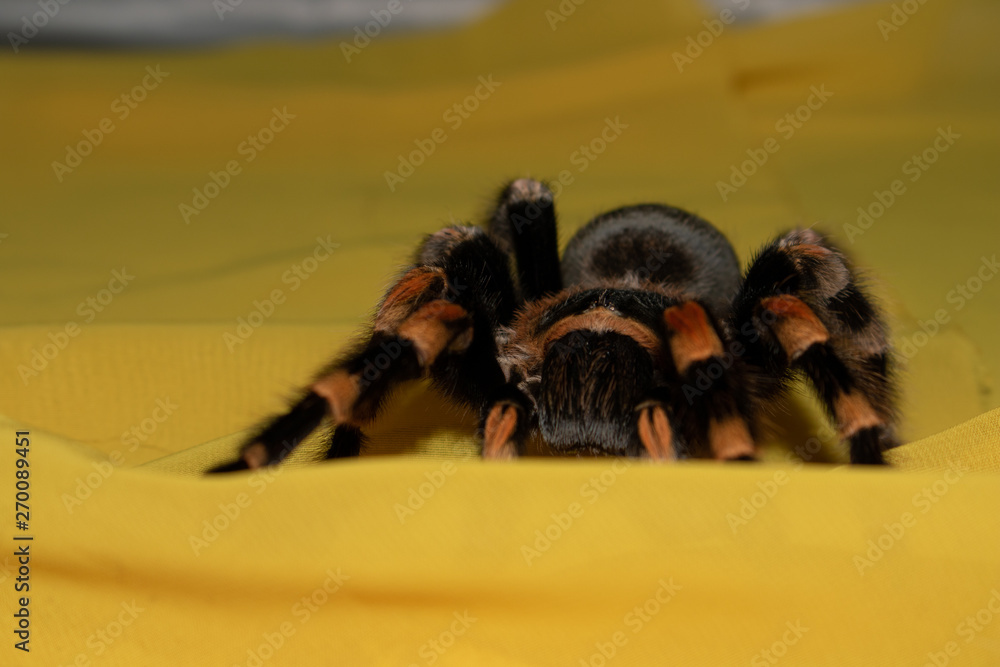 Obraz premium spider on fabric
