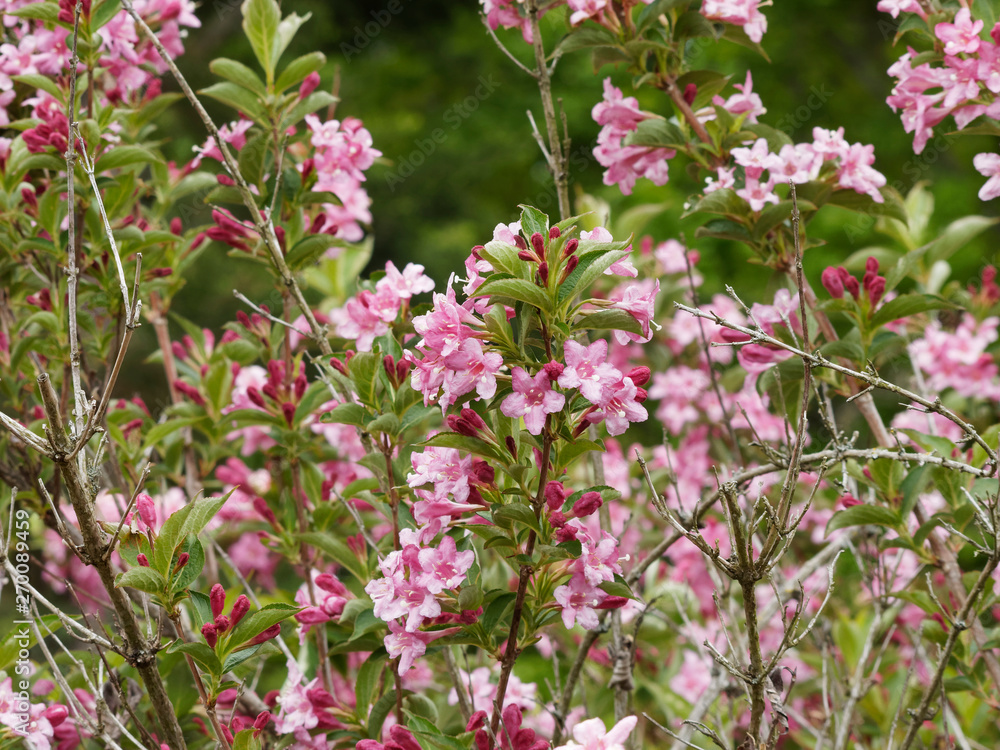 Liebliche Weigelie (Weigela florida). Frühlingsblüte ein Zierstrauch mit gewölbten Zweigen mit kleinen rosa bis dunkelrosa Blüten Liebliche Weigelie (Weigela florida). Frühlingsblüte ein Zierstrauch mit gewölbten Zweigen mit kleinen rosa bis dunkelrosa Blüten