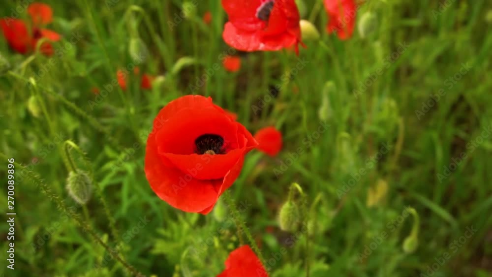 Papaver rhoeas (corn rose, field poppy, Flanders poppy or red poppy) is an annual herbaceous species of flowering plant in the poppy family, Papaveraceae Papaver rhoeas (corn rose, field poppy, Flanders poppy or red poppy) is an annual herbaceous species of flowering plant in the poppy family, Papaveraceae