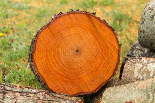 A cut of a tree trunk with annual rings