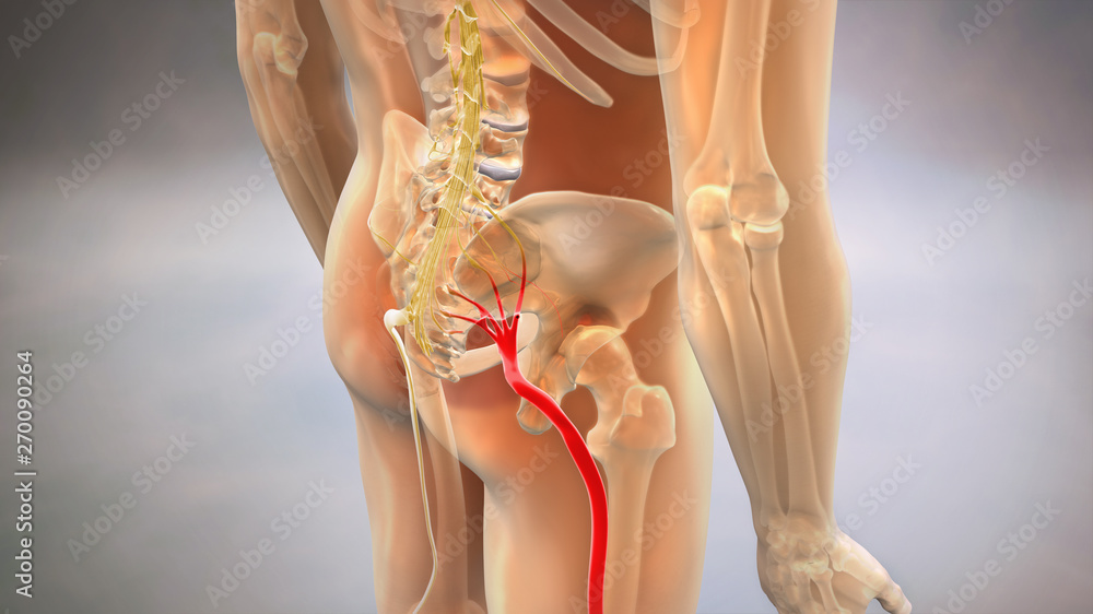 Foto Sciatic Pinched Nerve 3D Render