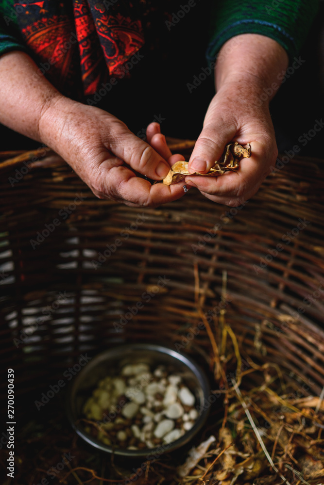 Women's hands choose bean seeds from pods, beans are white. Women's hands choose bean seeds from pods, beans are white.