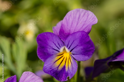 Pansy - purple flower in the garden in bloom