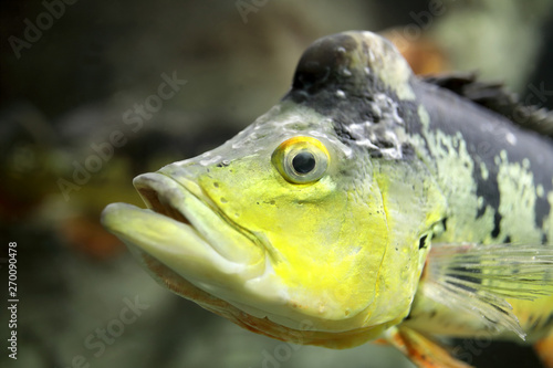 Fototapeta Naklejka Na Ścianę i Meble -  Big peacock bass fish