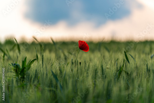 Poppy in the wheat field
