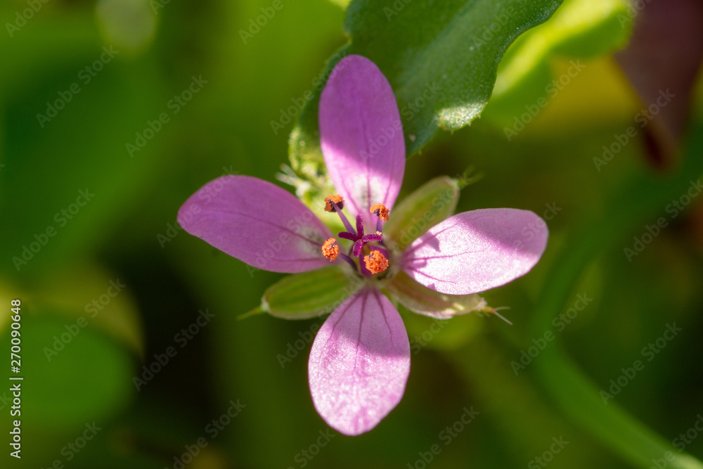 Fototapeta premium Close-up (macrophotography) of purple flower in garden