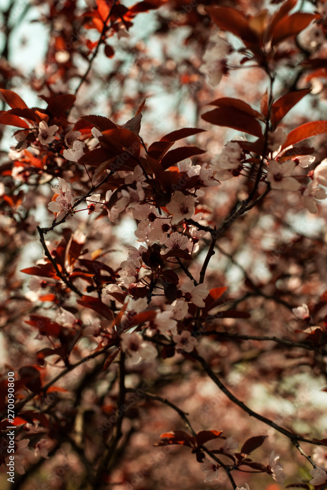 Beautiful bloom, spring, Sakura, weekends Beautiful bloom, spring, Sakura, weekends