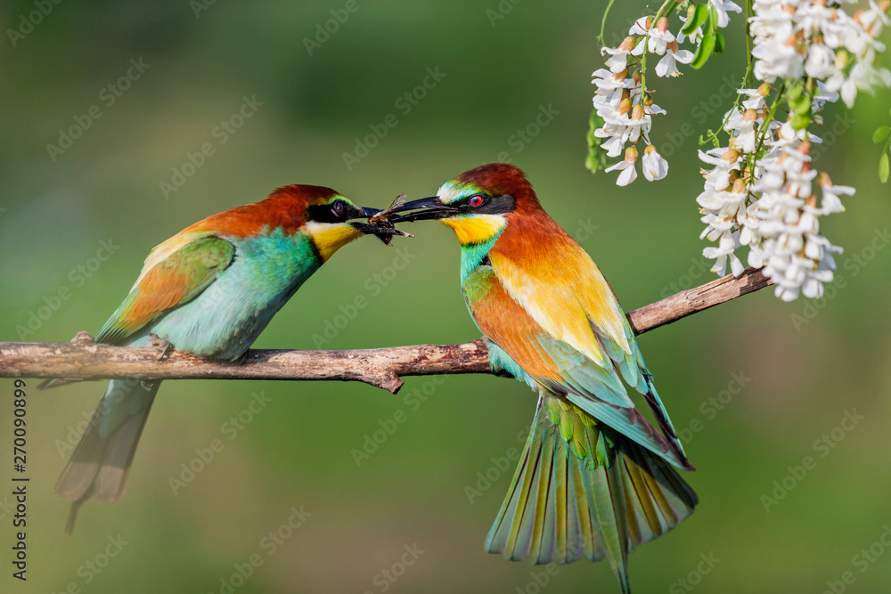 Obraz premium wild birds during spring courtship