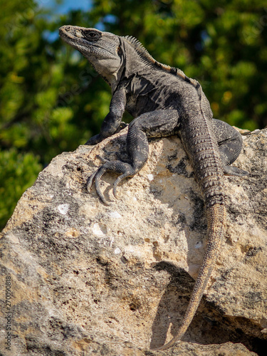 Iguana on rock © JoseRamon