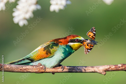 paradise colored bird and butterfly in its beak