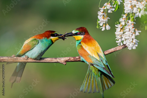 wild birds during spring courtship