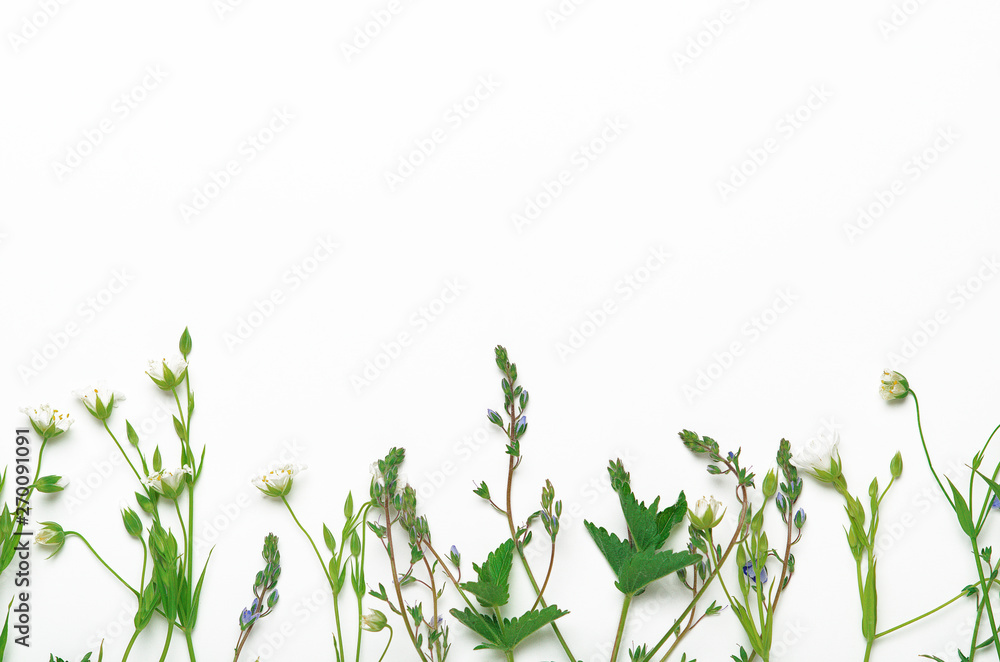 Field herbs, flowers on a white background. Natural floral background. Frame, copy space, top view, flat lay.