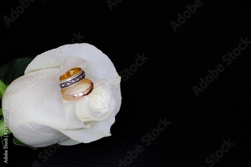 Wedding rings in bud of gorgeous white rose on black background. Concept — wedding, happiness, relationships, love, family.