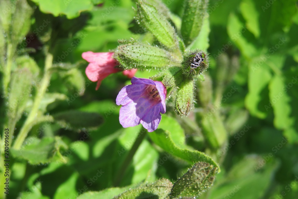 Lungwort flowers in the garden on natural green leaves background 