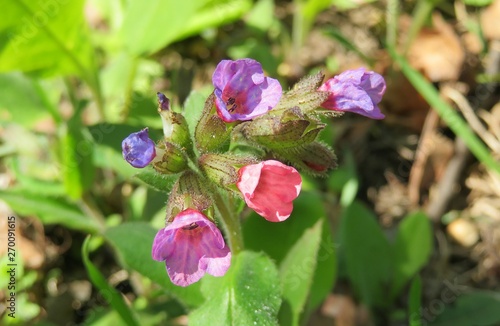 Colored lungwort flowers in the meadow, closeup  #270091615