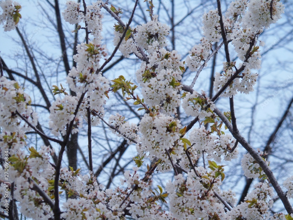 An amazing caption of some spring flowers from the village with blue sky in the background and clouds in a gray tone. An amazing caption of some spring flowers from the village with blue sky in the background and clouds in a gray tone.