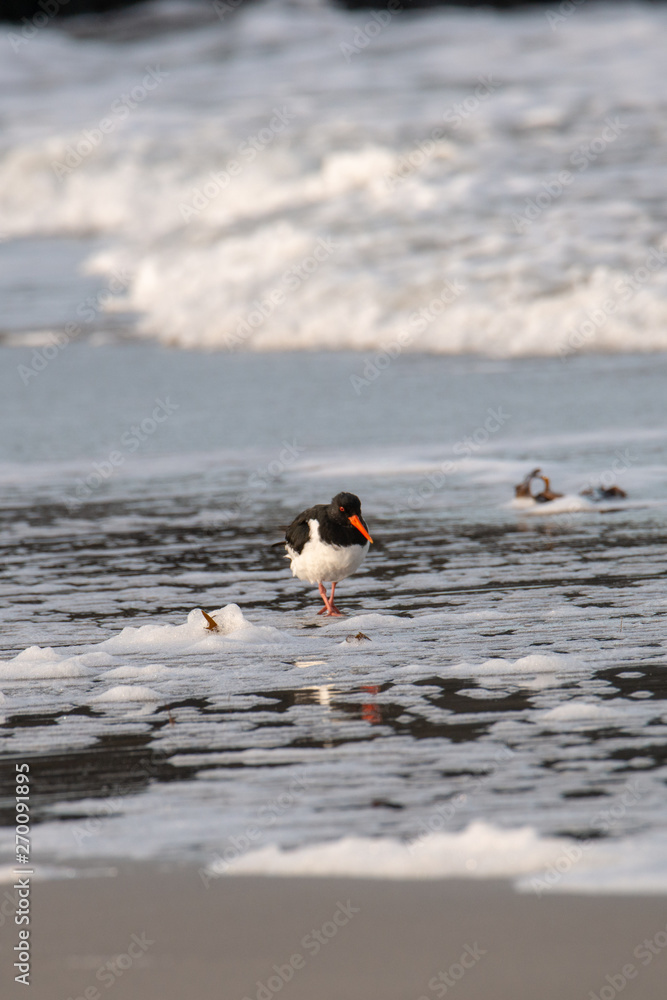 Naklejka premium Austernfischer