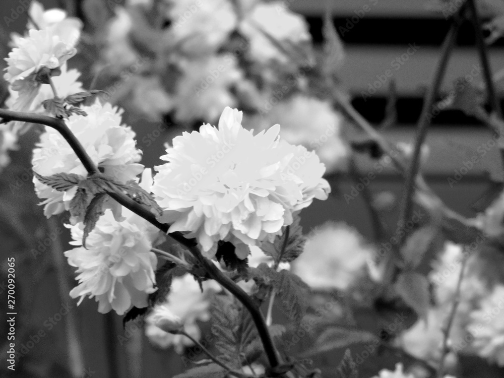 An amazing caption of some spring flowers from the village with blue sky in the background and clouds in a gray tone. An amazing caption of some spring flowers from the village with blue sky in the background and clouds in a gray tone.