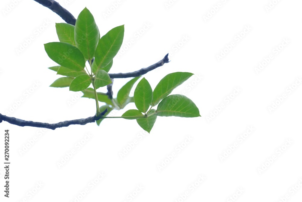 A twig of tropical tree leaves on white isolated background for green foliage background