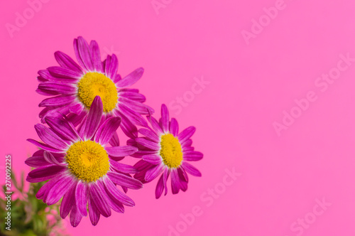 flowers on a pink background