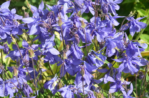 Allgemeine Gartenakelei blau - aquilegia vulgaris 