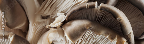 panoramic shot of textured white and brown mushrooms in stack