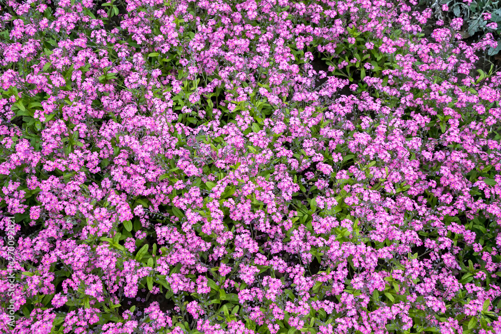 Surface with many beautiful blooming flowers. Nature background