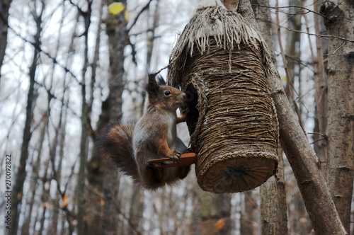 Squirrel