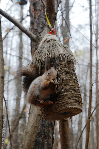 Squirrel