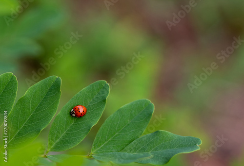 coccinella rossa su foglie verdi primo piano © christian cantarelli
