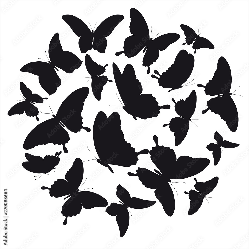 Fototapeta premium butterfly66