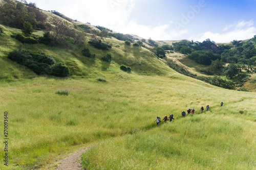 Photography Group of backpackers hiking through tall green grass at morning in the Californi