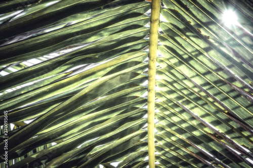 Tropical vintage beach summer palm leaf background 