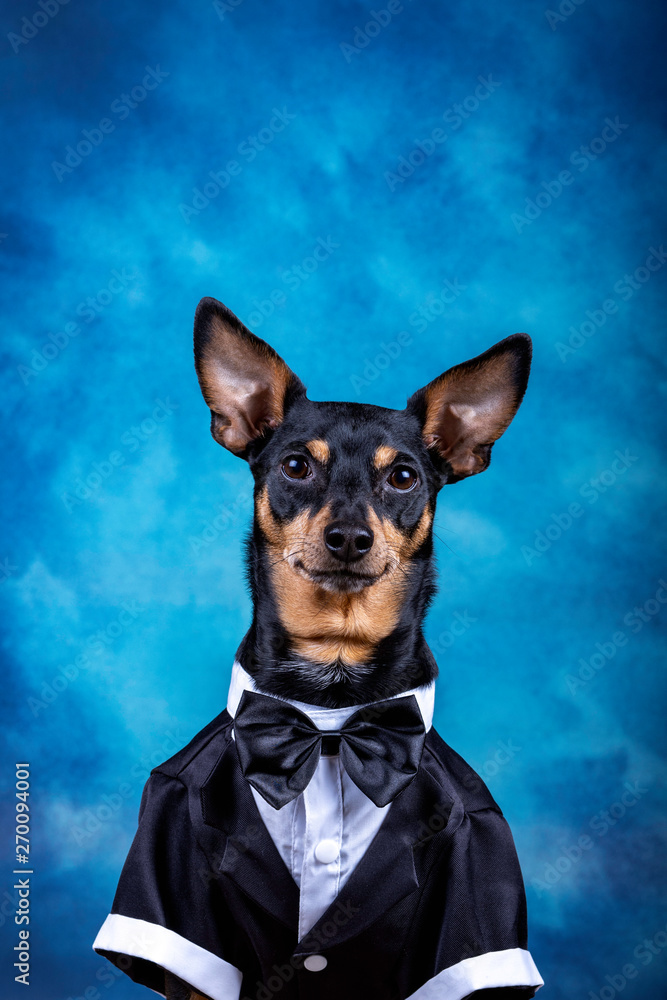 Dog dressed up wearing a tux and bow tie sitting against beautiful blue background.- Image