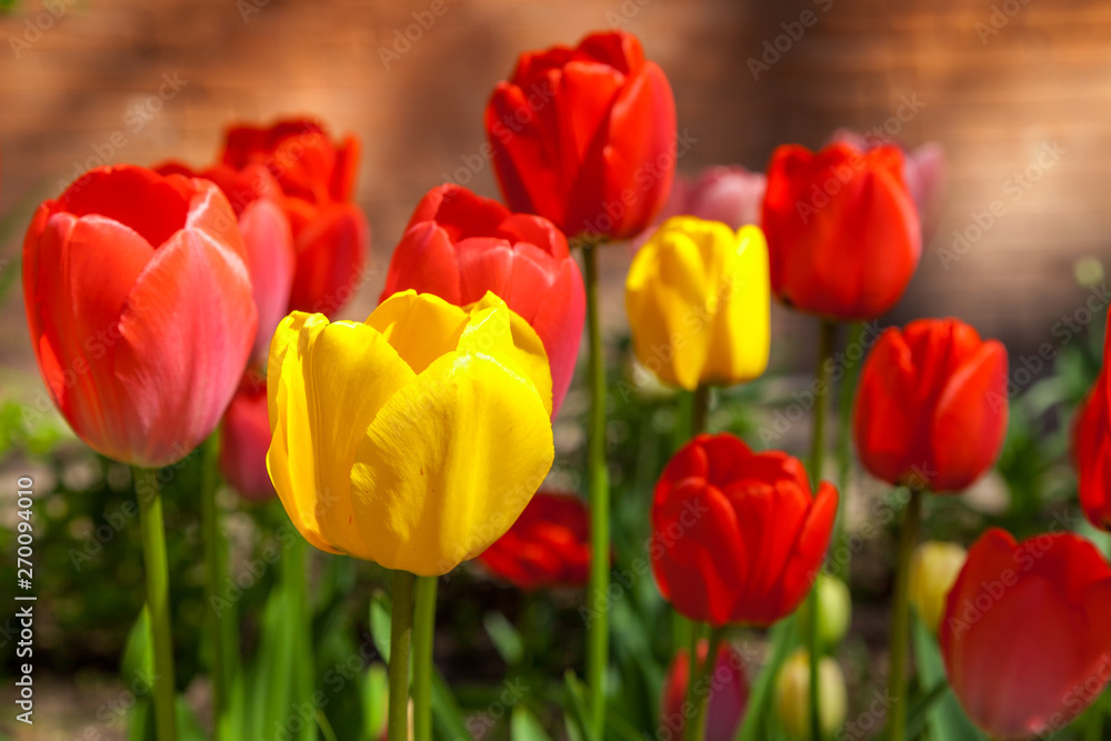 In spring, tulips grew and blossomed in parks and flower beds.
