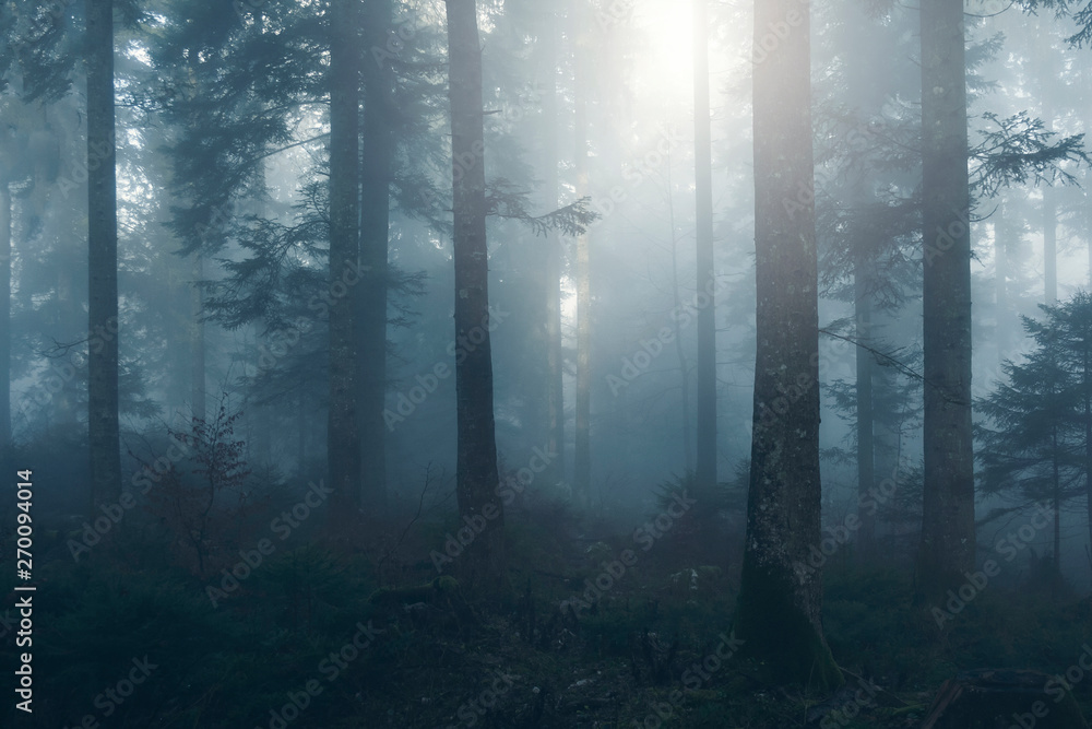 Fototapeta Dense fog in morning sunny forest tree landscape.