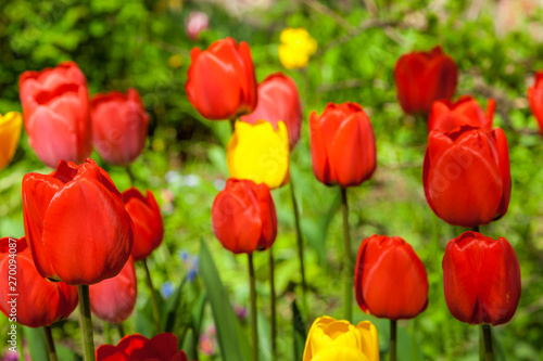 In spring, tulips grew and blossomed in parks and flower beds.