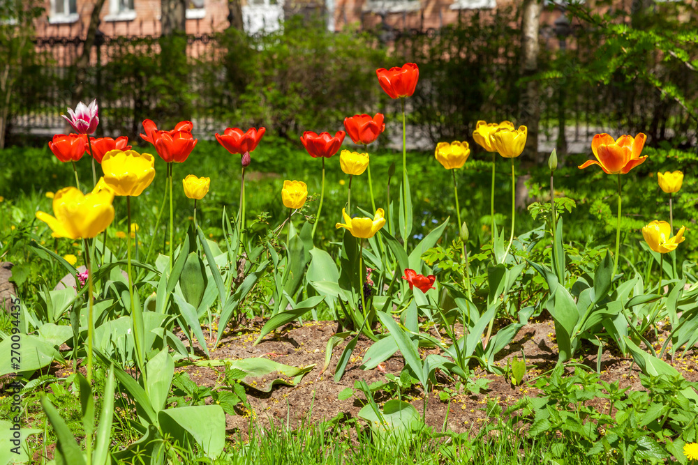 Fototapeta premium In spring, tulips grew and blossomed in parks and flower beds.