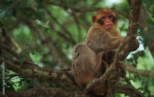 macaque wild © Воронин Артем