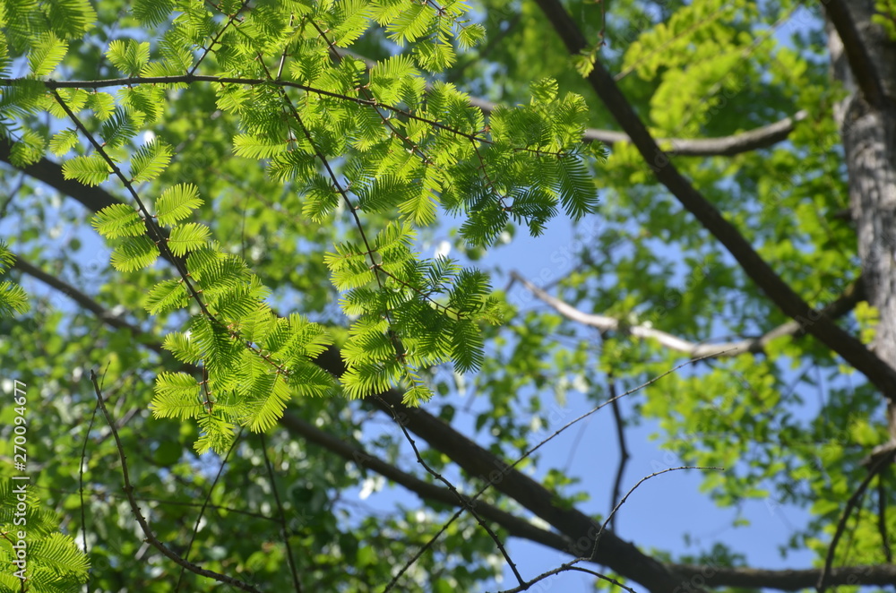 Zweige des Mammutbaumes - Metasequoia glyptostroboides, Sumpfzypressengewächse Zweige des Mammutbaumes - Metasequoia glyptostroboides, Sumpfzypressengewächse