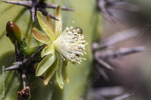 Cactus (Myrtillocactus) flower