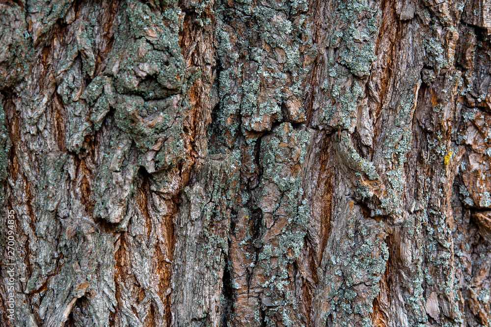 background texture of tree trunk. Pine background texture of tree trunk. Pine