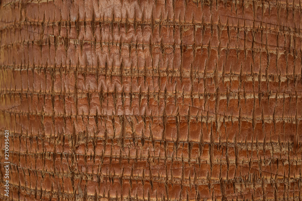 background texture of tree trunk. Palm tree. background texture of tree trunk. Palm tree.