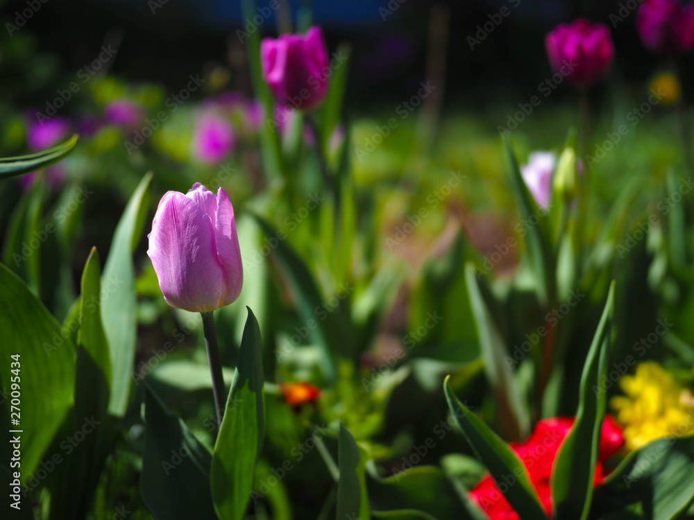 spring flowers in the garden. spring flowers in the garden.