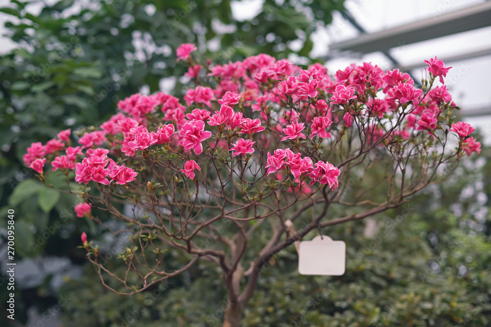 Pink and red Azalea flowers blooming indoors in Botanical Garden in spring Pink and red Azalea flowers blooming indoors in Botanical Garden in spring