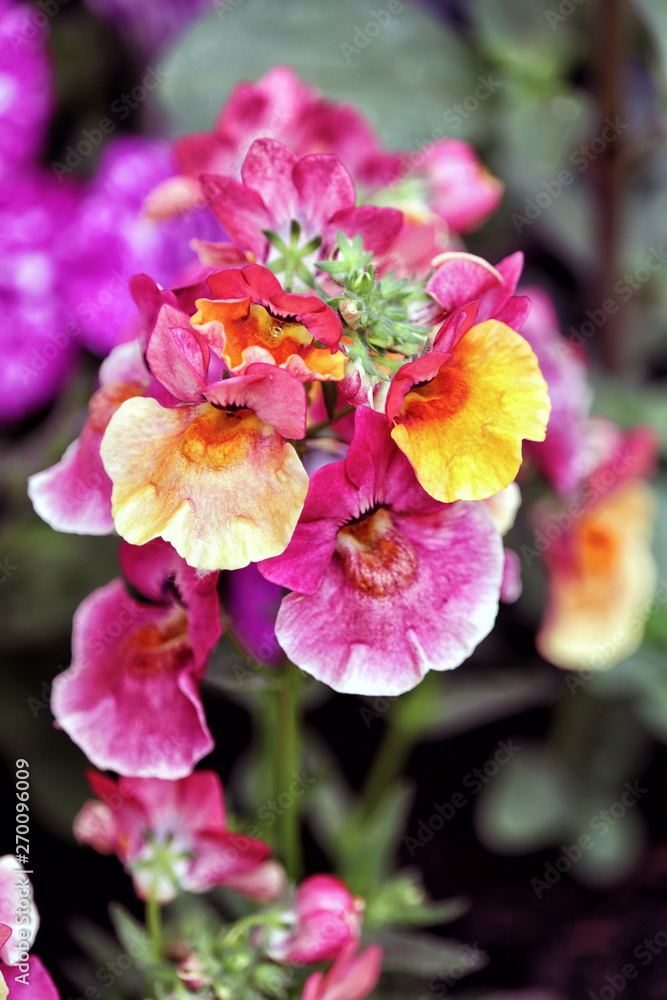 Nemesia Lyric Copper flowers Nemesia Lyric Copper flowers