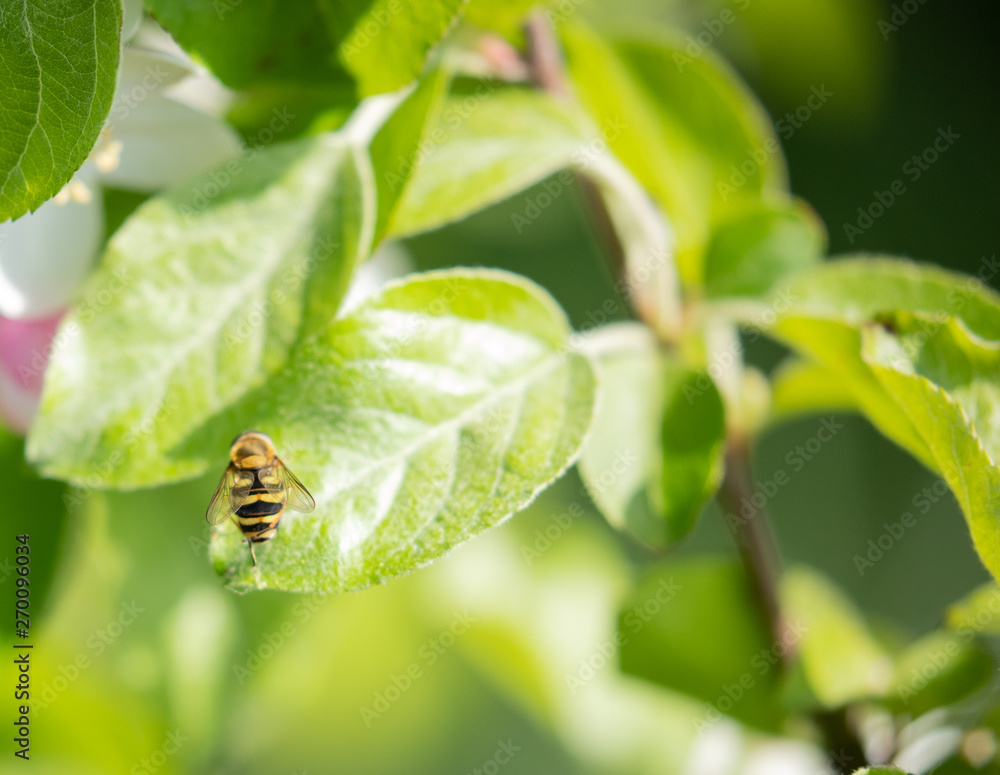 Fototapeta premium drone fly on leaf
