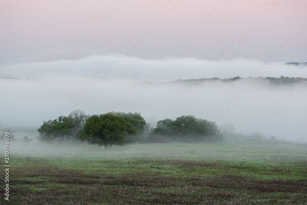 Serene view of trees covered in dense fog at dawn