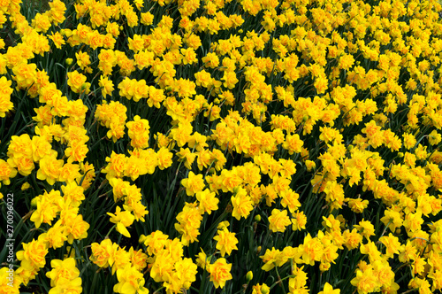 Large flowerbed of yellow tulips