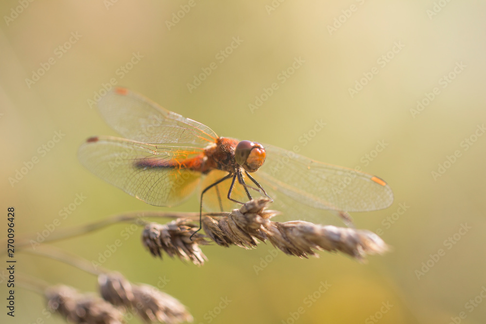 Dragonfly sits on a plant macro shot Dragonfly sits on a plant macro shot